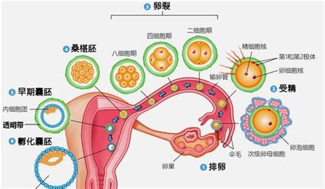 心理师证报考条件